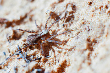 ants on a anthill