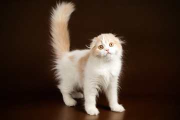 Naklejka na ściany i meble Scottish fold longhair cat on colored backgrounds