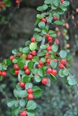 Irga - Cotoneaster