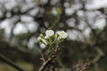 White Flower Buds