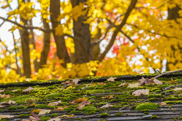 Mossy shingled roof of a building in autumn with yellow foliage