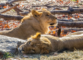 Two male lions relax in the autumn air