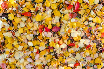 Buntes Herbstlaub auf dem Waldboden
