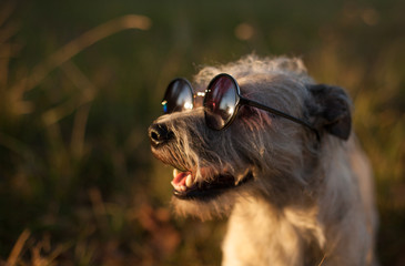 Funny smiling dog, glasses.