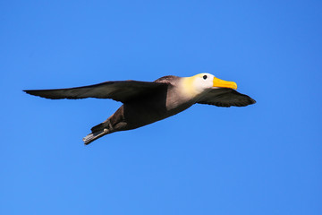 Fototapeta na wymiar Waved albatross in flight on Espanola Island, Galapagos National park, Ecuador