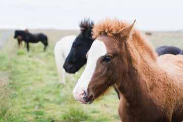 Obraz premium Close-up of Icelandic horses on the open field