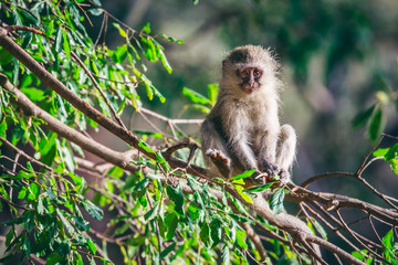 Monkey on a tree