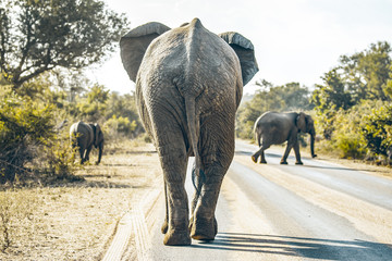 Éléphant sur la route