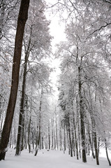 Serene winter landscape with snow covered trees in park during heavy snowfall. 