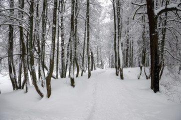 Serene winter landscape with snow covered trees in park during heavy snowfall. 