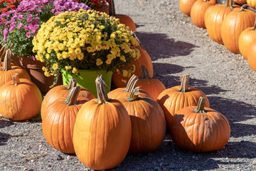 Gourds on display in autumn sunshine, pumpkins, squash, closeup, bright, colourful, happy, thanksgiving, plenty, bounty.