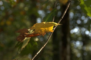 feuille d'automne jaune, en forêt,isolé,fond bokeh naturel