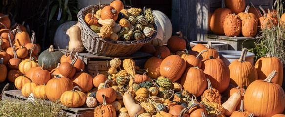 Gourds on display in autumn sunshine, pumpkins, squash, closeup, bright, colourful, happy,...