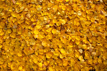 Naklejka na ściany i meble Colorful background image of fallen autumn leaves. Nice autumn season. Top-down shots of background