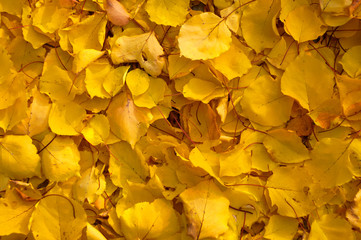 Colorful background image of fallen autumn leaves.  Top-down shots of background