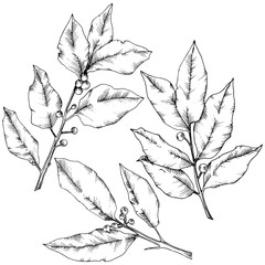 Vector laurus leaf. Leaf plant botanical garden floral foliage. Isolated illustration element. Black and white engraved ink art. Vector leaf for background, texture, wrapper pattern, frame or border.