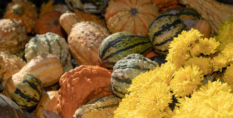 Gourds on display in autumn sunshine, pumpkins, squash, closeup, bright, colourful, happy, thanksgiving, plenty, bounty.