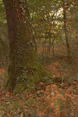 tronc d'arbre,"un ch&ecirc;ne" et  mousse dans la for&ecirc;t
