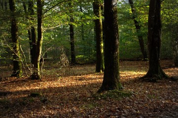 forêt en automne, arbres et tapis de feuilles mortes 