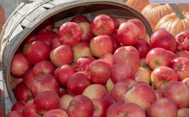 Apple baskets in autumn sunshine, closeup, colourful, bright, happy, thanksgiving.