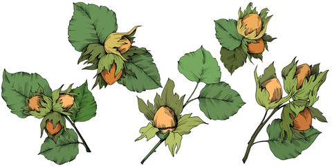 Vector autumn plant hazel nut. Leaf plant botanical garden floral foliage. Isolated illustration element. Vector leaf for background, texture, wrapper pattern, frame or border. - obrazy, fototapety, plakaty