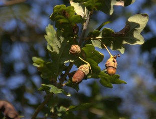 gland en automne,détail de fuit du chêne