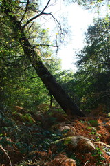 arbre incliné dans la forêt en automne