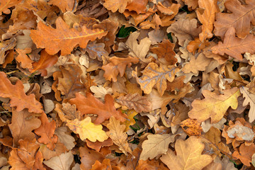 Carpet of fallen autumn leaves on grass. Beautiful colorful leaves in autumn forest. Red, orange, yellow, green and brown autumn leaves. Maple, hazel and oak dry foliage.