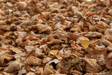Carpet of fallen autumn leaves on grass. Beautiful colorful leaves in autumn forest. Red, orange, yellow, green and brown autumn leaves. Maple, hazel and oak dry foliage.