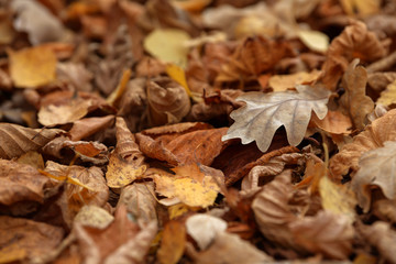 Carpet of fallen autumn leaves on grass. Beautiful colorful leaves in autumn forest. Red, orange, yellow, green and brown autumn leaves. Maple, hazel and oak dry foliage.