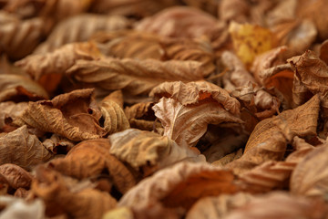 Carpet of fallen autumn leaves on grass. Beautiful colorful leaves in autumn forest. Red, orange, yellow, green and brown autumn leaves. Maple, hazel and oak dry foliage.