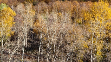 panoramic view of bare trees in colorful forest
