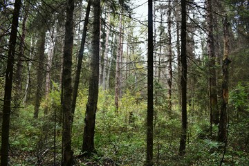 Forest in Opalikha (Moscow region)