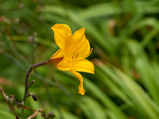 Hemerocallis 'Golden Chimes'. Hémérocalle ou Lis d'un jour, carillon d'or de couleur jaune claire...