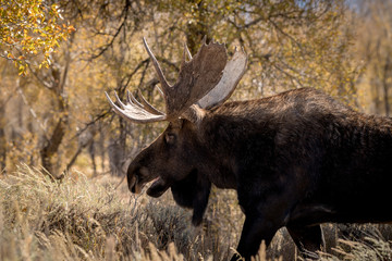 Big bull moose with its mouth open in the wilderness