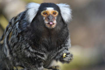 Marmoset Monkey Poking out its Tongue