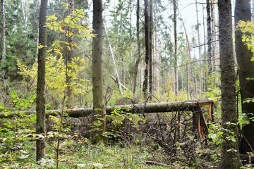 Forest in Opalikha (Moscow region)