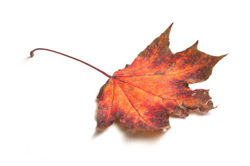 closeup of autumnal maple leaf on white background