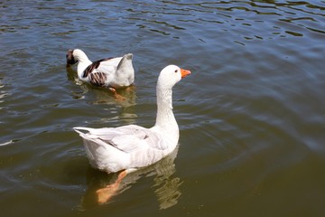 ducks in a pond
