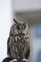 Eared owl. Night birds. Predators.


