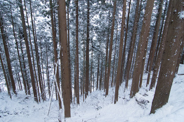winter forest of japan
