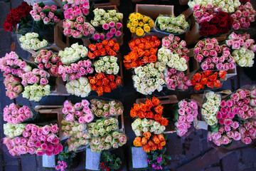 Viele bunte Rosen - Perspektive von oben