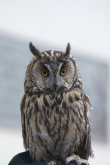 Eared owl. Night birds. Predators.


