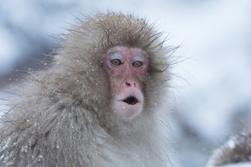 Snow Monkeys Japan