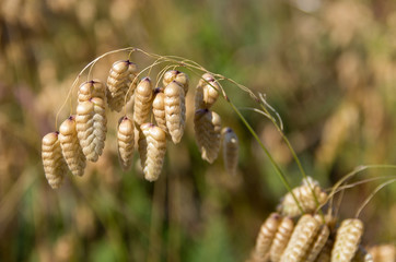 Wild Oats in Autumn