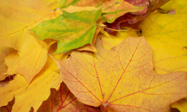 herbstlicher Hintergrund aus Ahornblättern