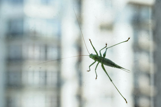 The grasshopper is on the glass against the background of a multistory building.