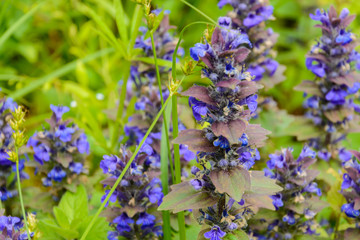 Echium vulgare, known as viper's bugloss and blueweed is a species of flowering plant in the borage family Boraginaceae. It is native to most of Europe, and western and central Asia.