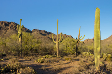 Saguaro Cactus in Rocky Mountainous Desert