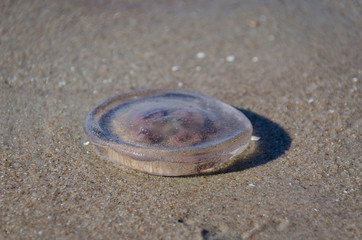 Meduza w piasku